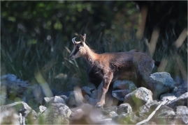 <p>KAMZÍK HORSKÝ (Rupicapra rupicapra) Lužické hory, Studenec ---- /Chamois - Gämse/</p>